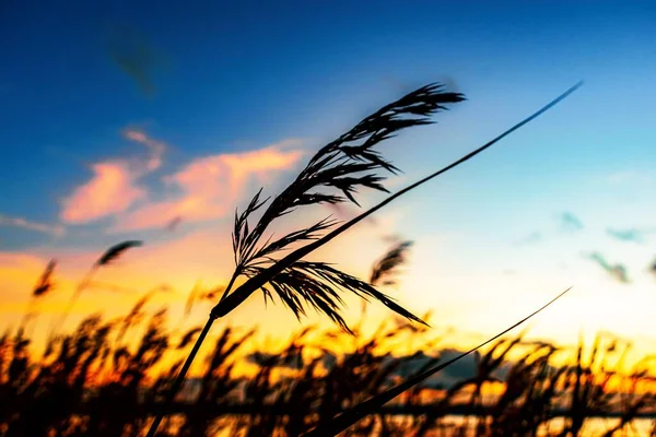 Silhuetas Dos Juncos Comuns Costa Mar Durante Pôr Sol — Fotografia de Stock