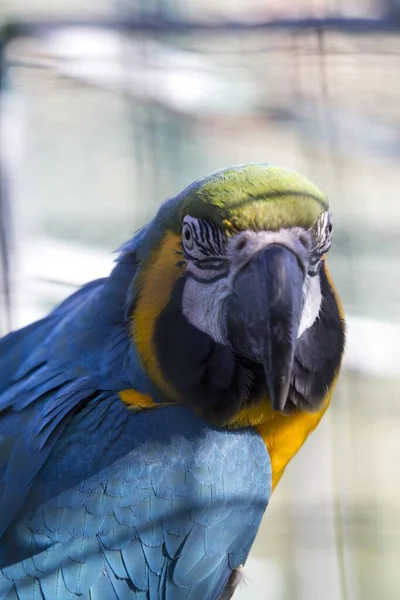 Disparo Vertical Loro Guacamayo Jaula — Foto de Stock