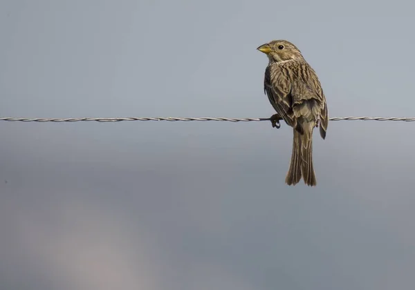 Pájaro Corn Bunting Posado Alambre Contra Cielo Azul — Foto de Stock