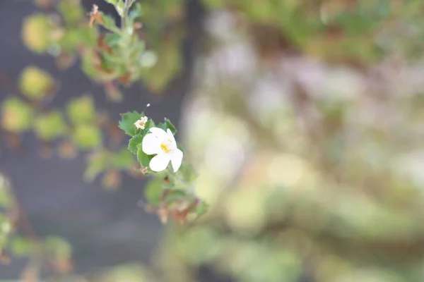 Egy Közeli Kép Egy Fehér Virágról Egy Faágon Napfény Alatt — Stock Fotó