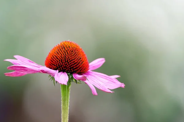 Enfoque Selectivo Una Flor Equinácea Black Sampson Jardín —  Fotos de Stock