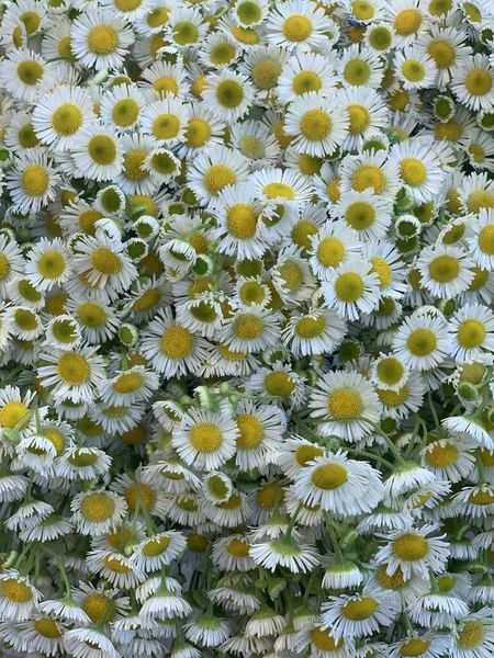 Lodret Skud Daisy Fleabane Blomst Haven - Stock-foto