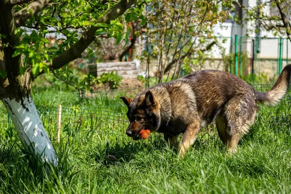 Egy Gyönyörű Lövés Német Juhászkutya Játszik Rágós Játék Kertben — Stock Fotó