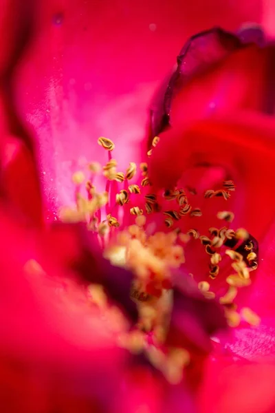 Ένα Κοντινό Πλάνο Ενός Κόκκινου Τριαντάφυλλου Κίτρινο Stamen Και Πέταλα — Φωτογραφία Αρχείου