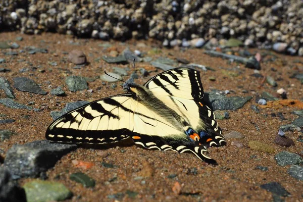 Closeup Shot Papilio Machaon Butterfly — Stock Photo, Image