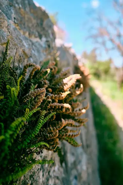 Een Macro Shot Van Varens Planten Arche Ponadieu Wildpark Gelegen — Stockfoto