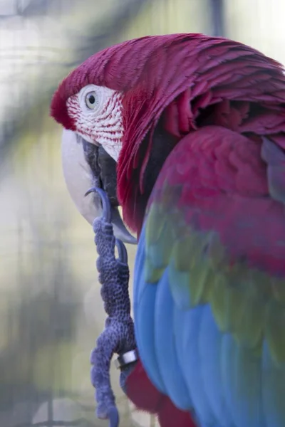 Plano Vertical Colorido Loro Guacamayo — Foto de Stock