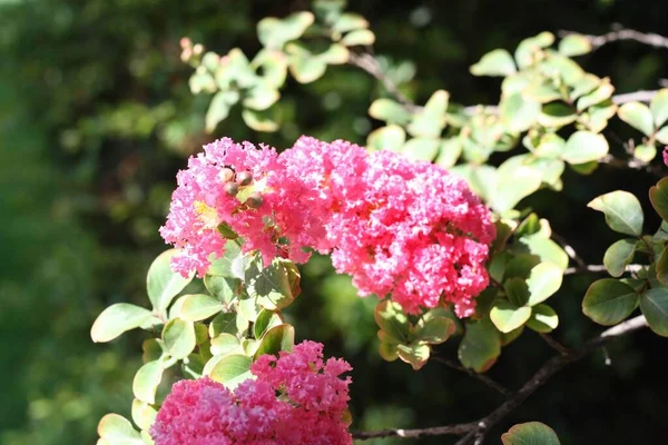 Gros Plan Myrte Crêpe Fleur Rose Sous Lumière Soleil — Photo