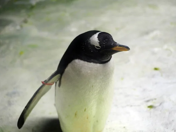 Primo Piano Simpatico Pinguino Gentoo — Foto Stock