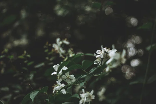 Ormanın Ortasındaki Bir Çalılıkta Güzel Küçük Beyaz Çiçeklerin Seçici Odak — Stok fotoğraf