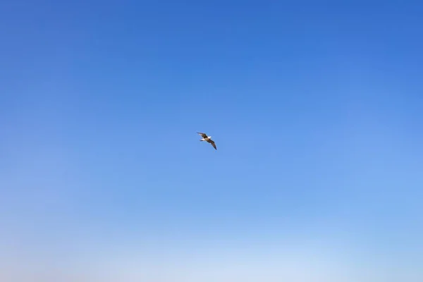 Tiro Ângulo Baixo Pássaro Que Voa Alto Para Céu — Fotografia de Stock
