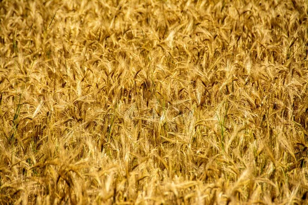 Güneş Işığı Altında Yakalanan Tarımsal Bir Çiftlikteki Güzel Buğday Bitkilerinin — Stok fotoğraf