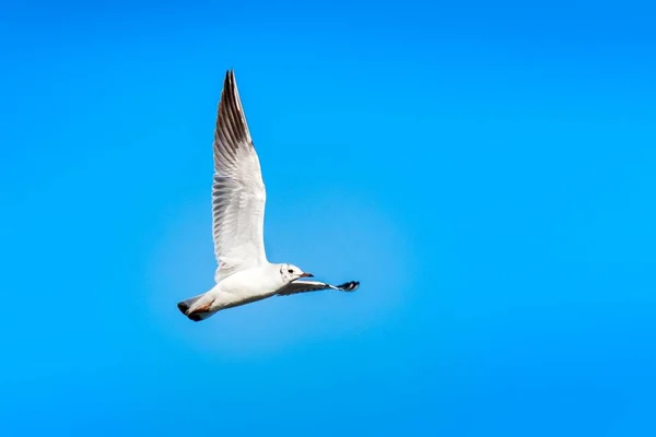 一只白色的海鸥在晴朗的蓝天下飞翔的低角镜头 — 图库照片