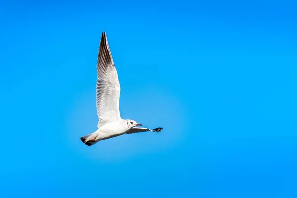 Plan Angle Bas Une Mouette Blanche Volant Sous Ciel Bleu — Photo