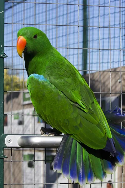 Disparo Vertical Loro Verde Pared Jaula — Foto de Stock