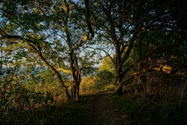 Stezka Lesem Břehu Moře Slunečného Dne — Stock fotografie