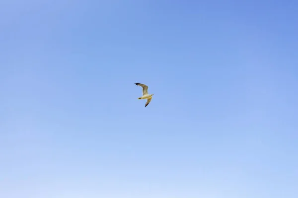 Tiro Ângulo Baixo Pássaro Que Voa Alto Para Céu — Fotografia de Stock