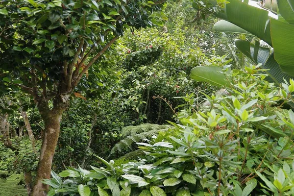 Der Dichte Wald Mit Vielen Verschiedenen Tropischen Pflanzen Büschen Und — Stockfoto