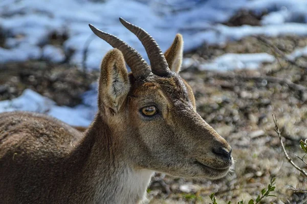 Portrait Spanish Ibex Lacuniacha Wildlife Park Spain — Stock Photo, Image