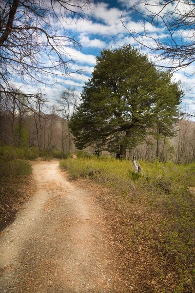 Plan Vertical Une Route Dans Forêt Automne — Photo
