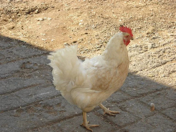 Een Close Shot Van Witte Duivin Wandelen Zoek Naar Voedsel — Stockfoto