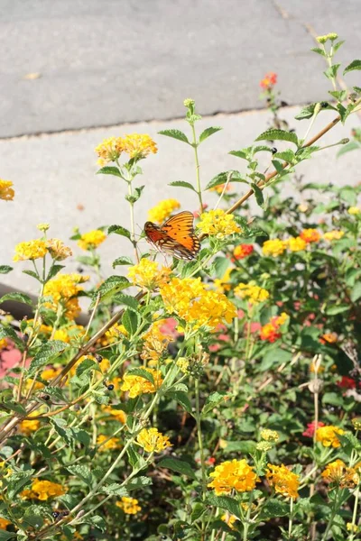 Primer Plano Una Hermosa Mariposa Una Flor Salvia Salvaje —  Fotos de Stock
