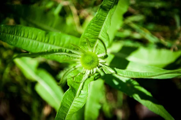 Tiro Foco Seletivo Verde Dipsacus Fullonum — Fotografia de Stock