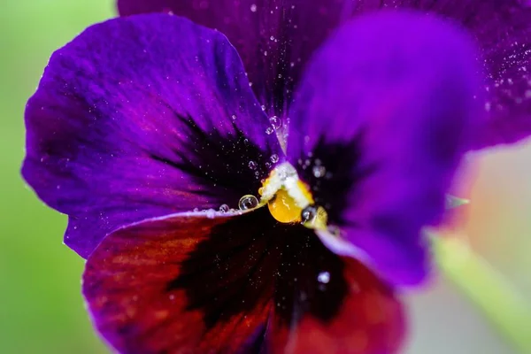 Zbliżenie Ujęcie Purpurowego Kwiatu Czarnymi Śladami Jego Listach — Zdjęcie stockowe
