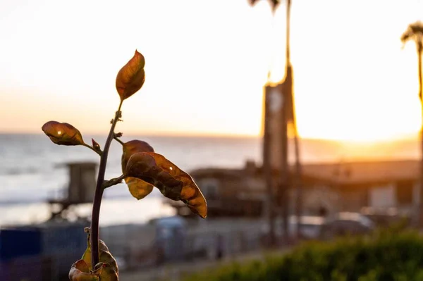 Close Planta Com Uma Praia Fundo Durante Pôr Sol — Fotografia de Stock