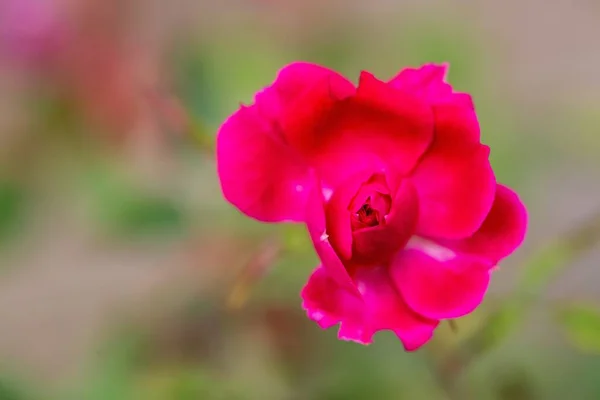 Gros Plan Une Fleur Rouge Nouvellement Fleurie Parfait Pour Arrière — Photo
