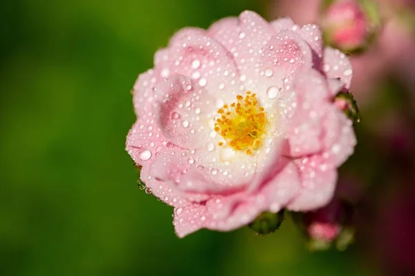 Szelektív Fókusz Felvétel Egy Rózsaszín Virágról Néhány Csepp Szirmain — Stock Fotó