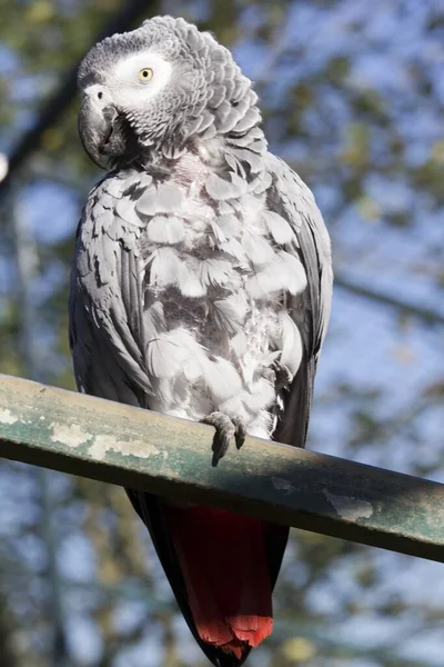 Disparo Vertical Loro Africano Gris Sentado Trozo Madera — Foto de Stock