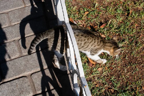 Primer Plano Gato Rayas Domésticas Caminando Jardín —  Fotos de Stock