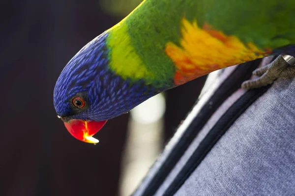 Closeup Shot Colorful Loriini Parrot — Stock Photo, Image