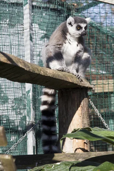 Vertikal Bild Lemur Som Sitter Träbänk Buren — Stockfoto