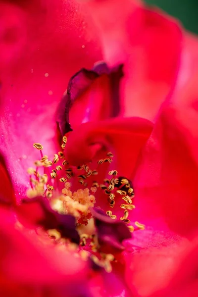 Közelkép Egy Vörös Rózsáról Sárga Tűzzáporral Sérült Szélű Szirmokkal — Stock Fotó