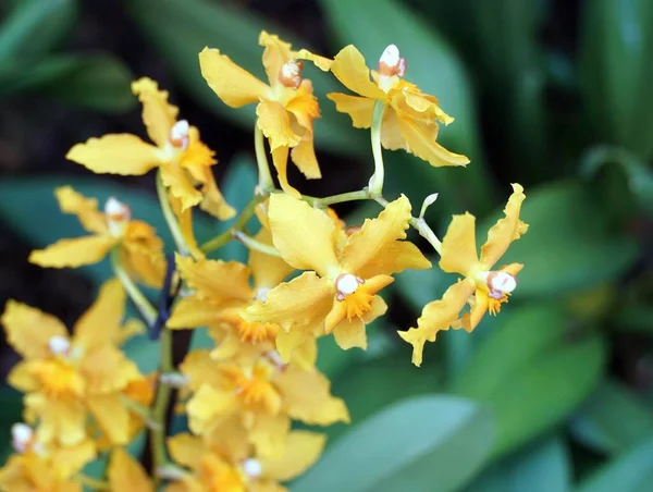 Tiro Close Belas Flores Lírio Amarelo Jardim — Fotografia de Stock