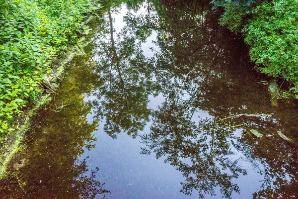 Odzwierciedlenie Drzew Haagse Bos Hadze Lasu — Zdjęcie stockowe