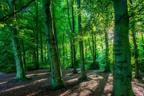 Los Árboles Verdes Densamente Embalados Haagse Bos Bosque Haya —  Fotos de Stock