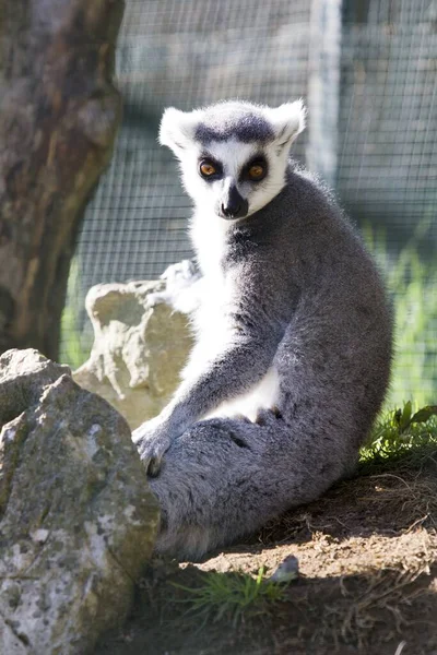 Vertikal Bild Lemur Som Sitter Framför Trädet — Stockfoto