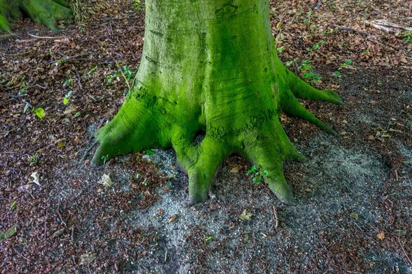 Tocón Del Árbol Cubierto Musgo Bosque Haagse Bos Haya Países — Foto de Stock