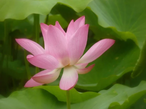 Eine Nahaufnahme Einer Schönen Rosafarbenen Lotusblume — Stockfoto