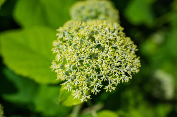 Foyer Sélectif Une Fleur Dans Champ Sous Lumière Soleil Pendant — Photo