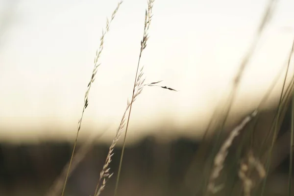 Eine Nahaufnahme Von Goldenem Gras Auf Einem Feld Mit Verschwommenem — Stockfoto