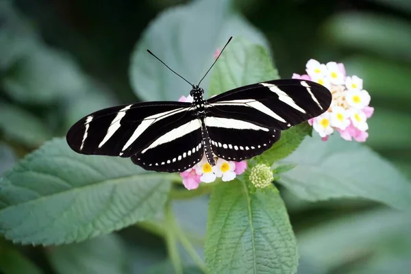 Nad Hlavou Záběr Motýla Zebra Longwing Otevřenými Křídly Světle Růžovém — Stock fotografie