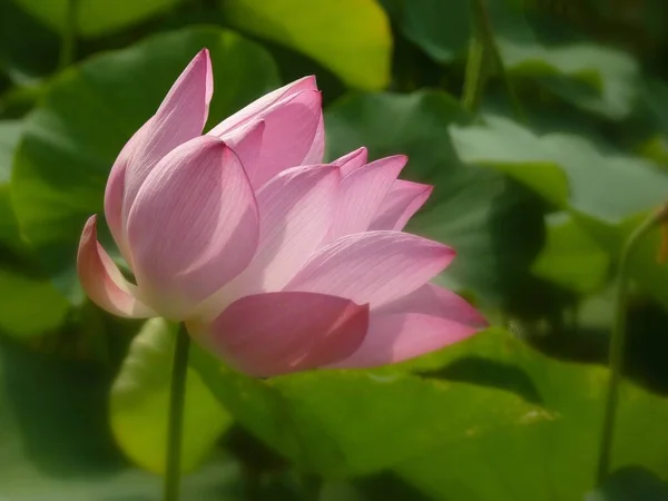 ピンク色の花びらの美しい蓮の花のクローズアップ — ストック写真