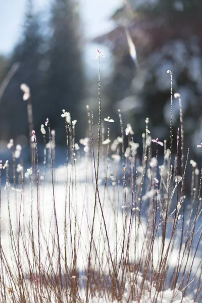 Selective Focus Closeup Shot Dried Grass Snowflakes — Stock Photo, Image