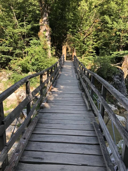 Вертикальный Снимок Деревянного Моста Возле Зеленого Леса — стоковое фото