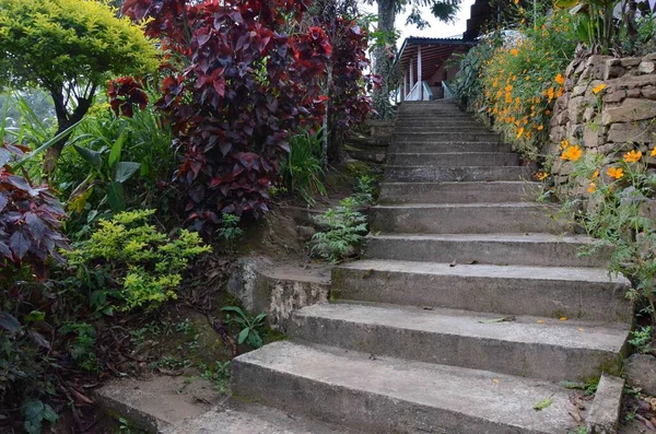 Tiro Ângulo Baixo Uma Escada Com Flores Plantas Nos Lados — Fotografia de Stock