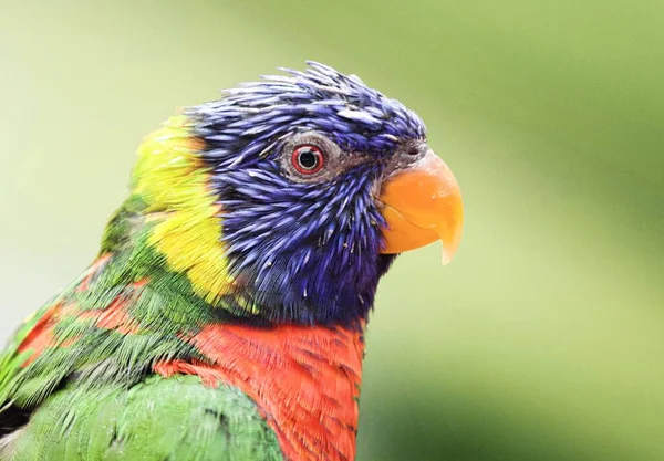 Selektivní Zaostření Záběr Barevné Lorikeet Pták Venku — Stock fotografie